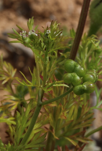 Bifora testiculata iNat (3)
