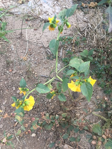 Foto de Kamapu