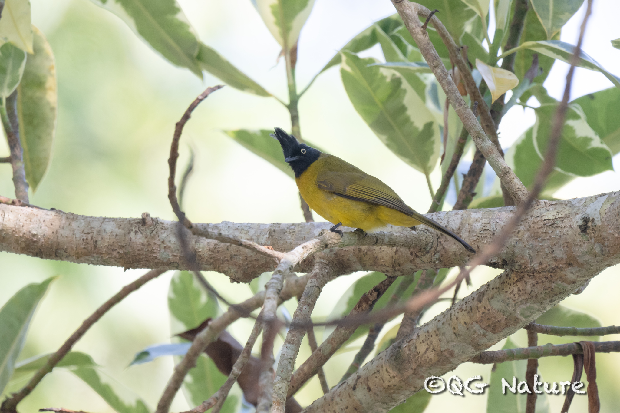 Black-crested Bulbul