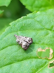 Lepidoptera