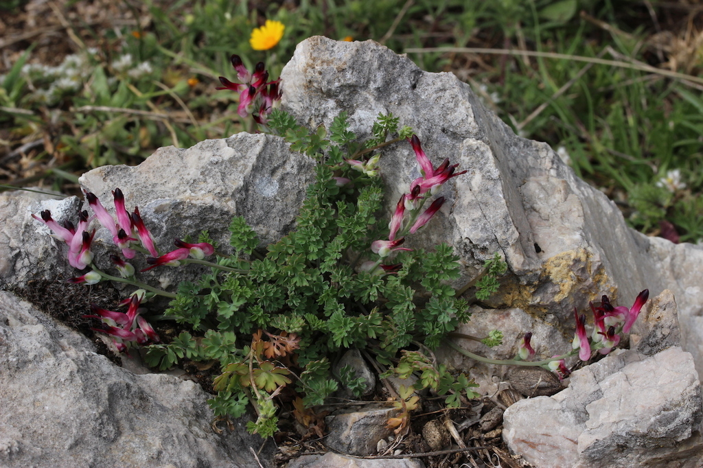 Fumaria macrosepala