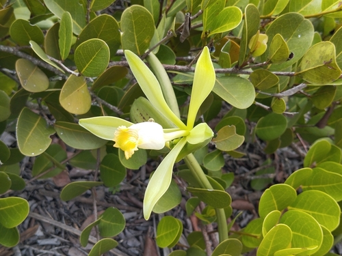 Image of Vanilla phaeantha by (c) Pablo Cauã da Silva Toledo, some rights reserved (CC BY)