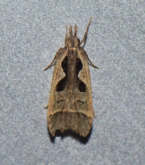 Dichomeris bilobella