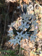 Amsonia palmeri