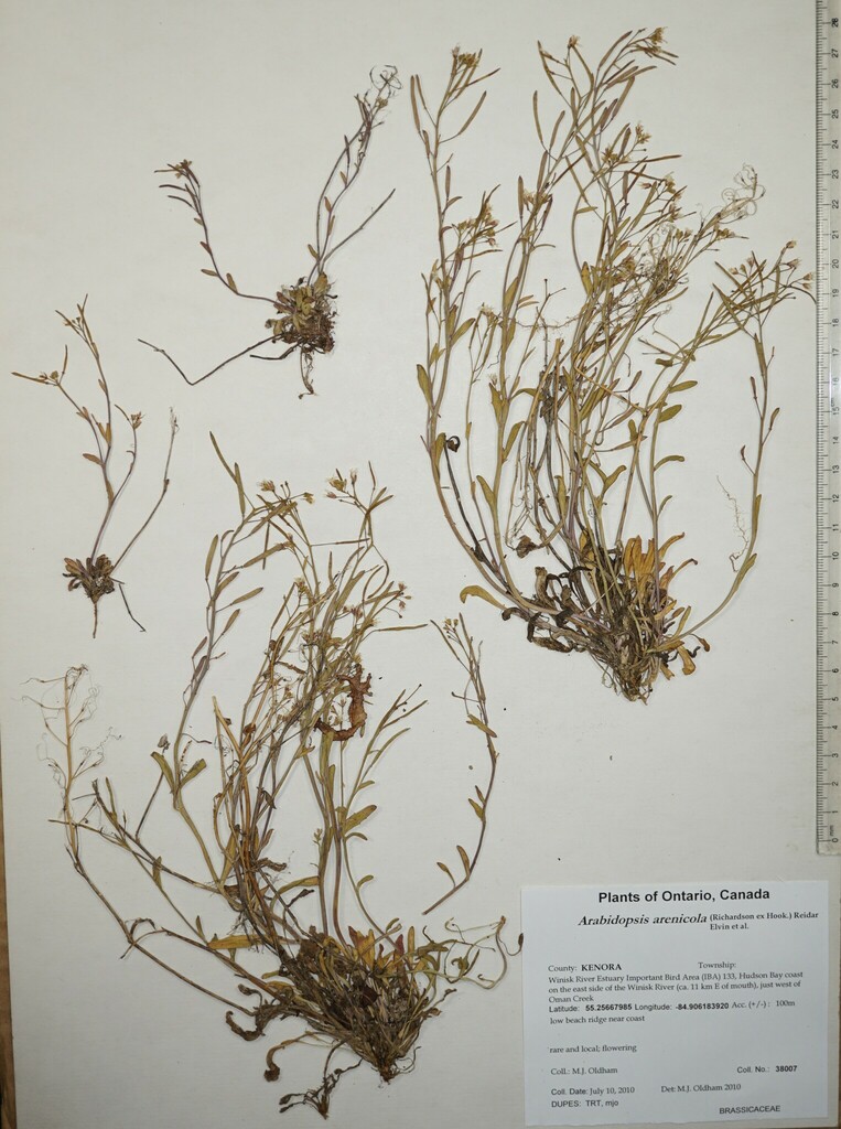 arctic-rock-cress-from-canada-ontario-kenora-county-winisk-river