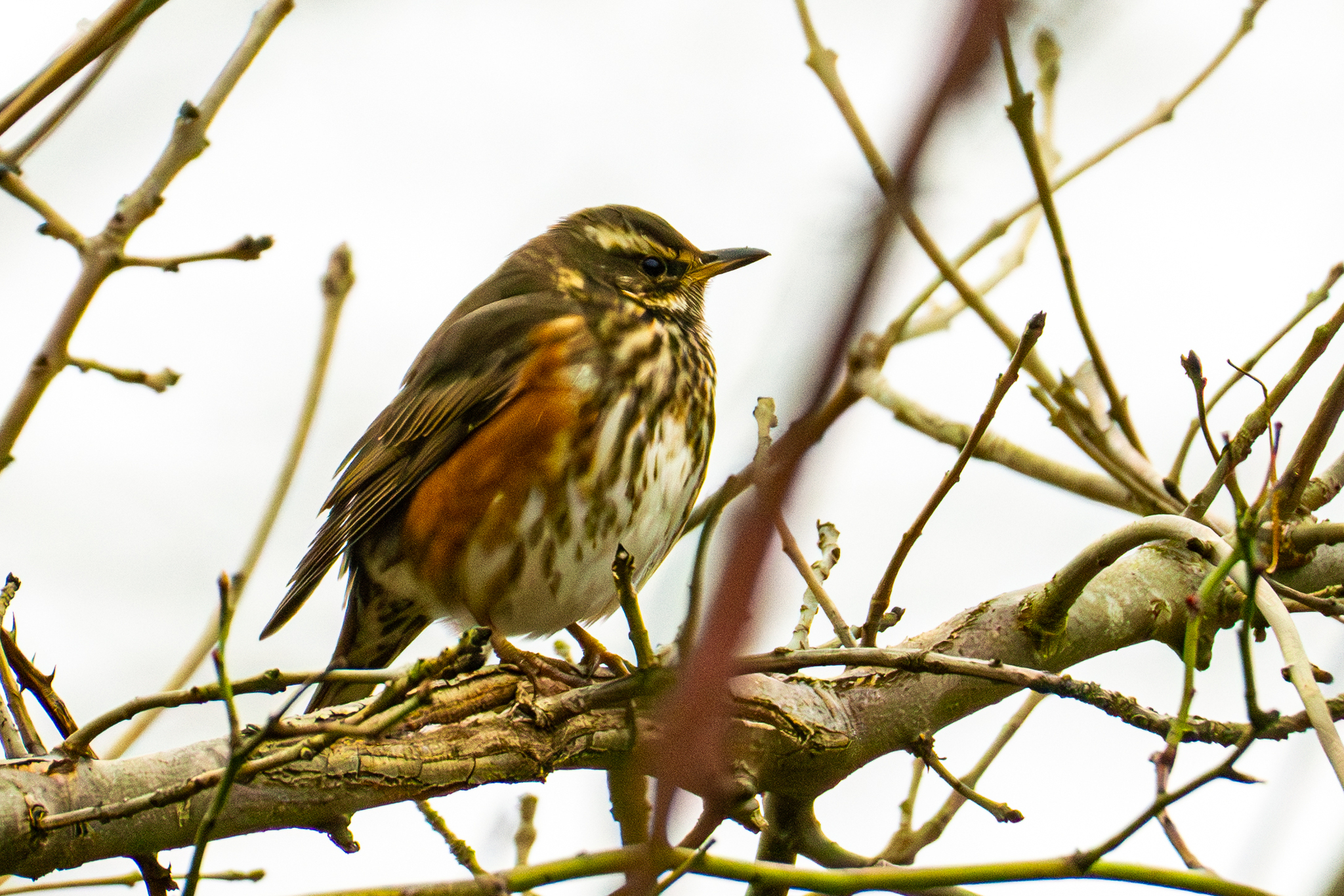 Redwing (Turdus iliacus)