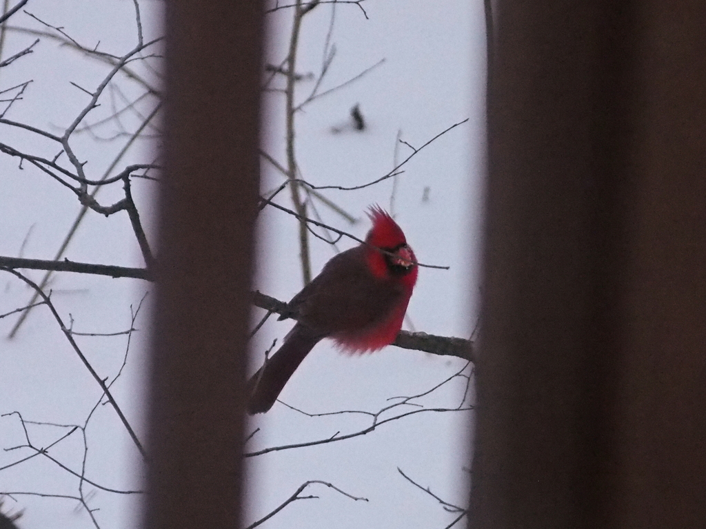 Northern Cardinal In January 2024 By Ken Potter INaturalist   Large 