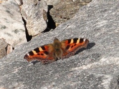 Aglais caschmirensis