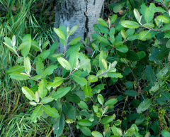Heteromeles arbutifolia