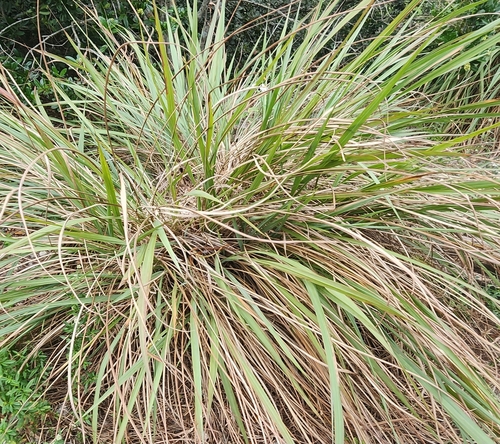 Foto de Capim-gigante