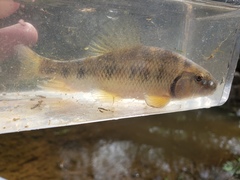 Erimyzon claviformis