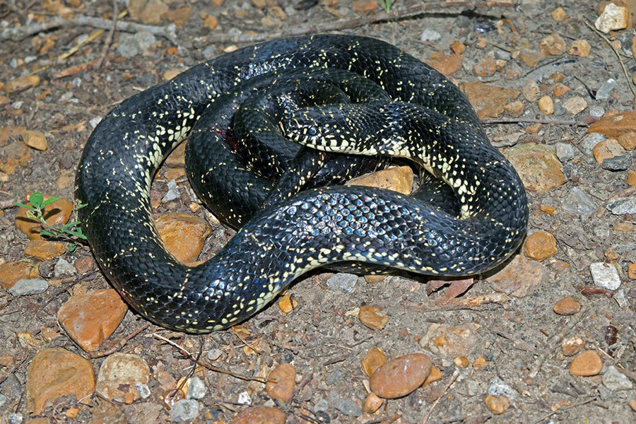 Black Kingsnake