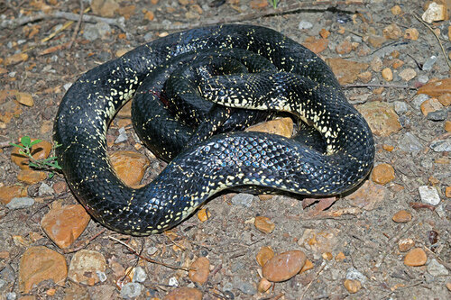 Black Kingsnake