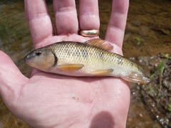 Erimyzon claviformis