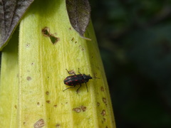 Astylus bourgeoisi