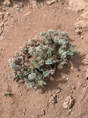 Cryptantha crassisepala