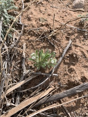 Cryptantha crassisepala