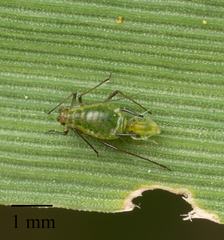 Sitobion fragariae