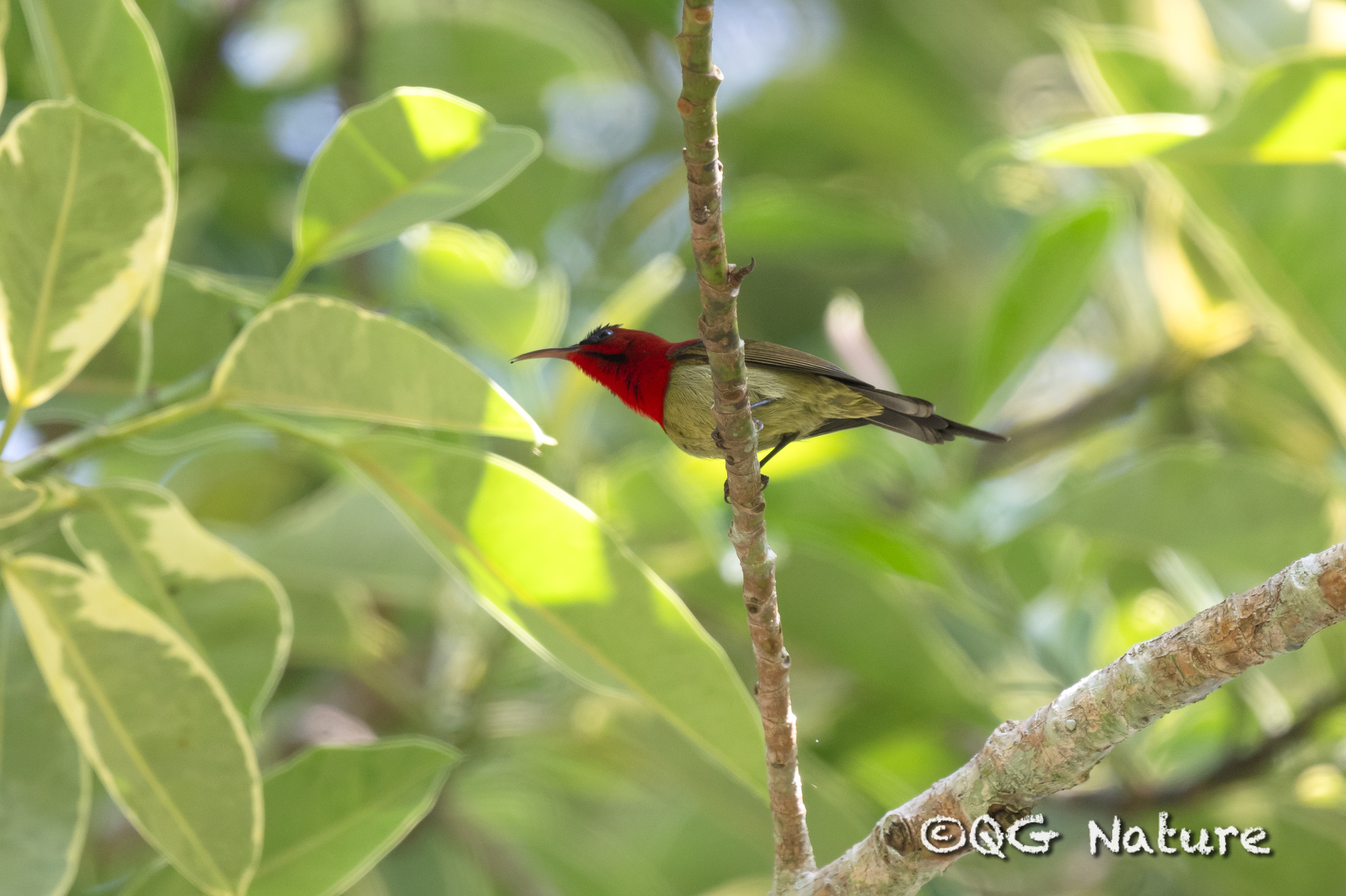Crimson Sunbird