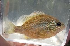 Lepomis marginatus