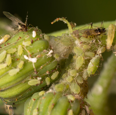 Hyperomyzus lactucae