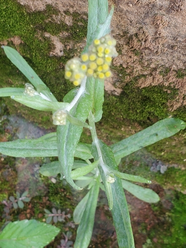 Jersey Cudweed