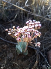 Asclepias nummularia