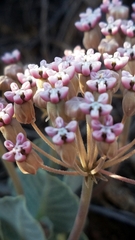 Asclepias nummularia