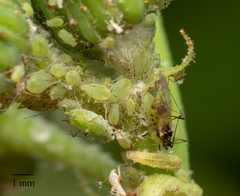 Hyperomyzus lactucae