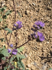 Phacelia bombycina