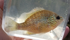 Lepomis marginatus