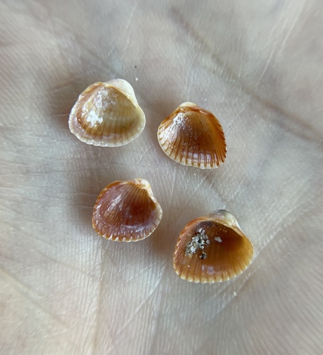 little cockle