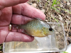 Lepomis marginatus