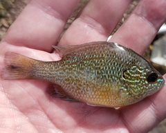 Lepomis marginatus
