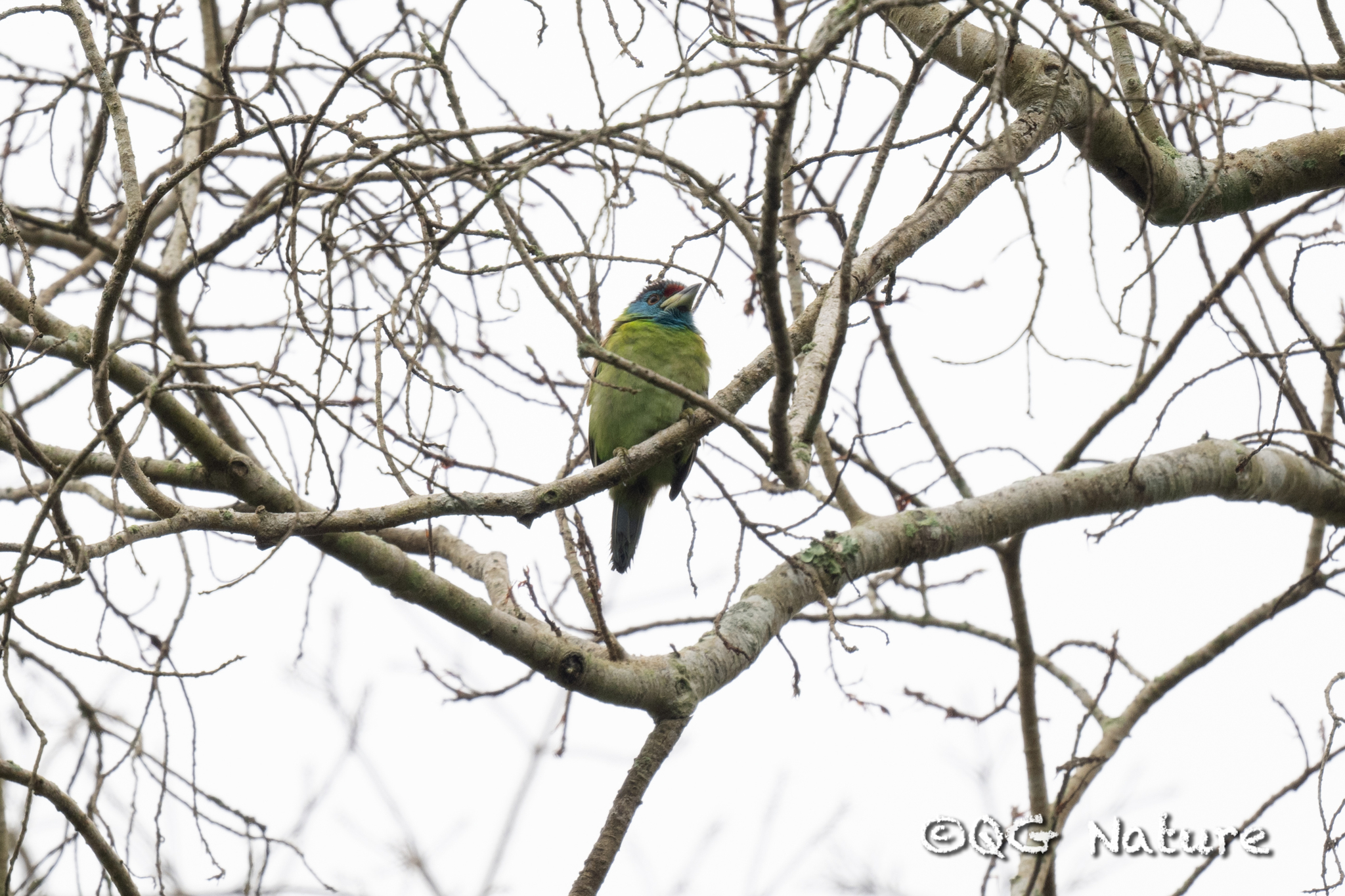 Blue-throated Barbet