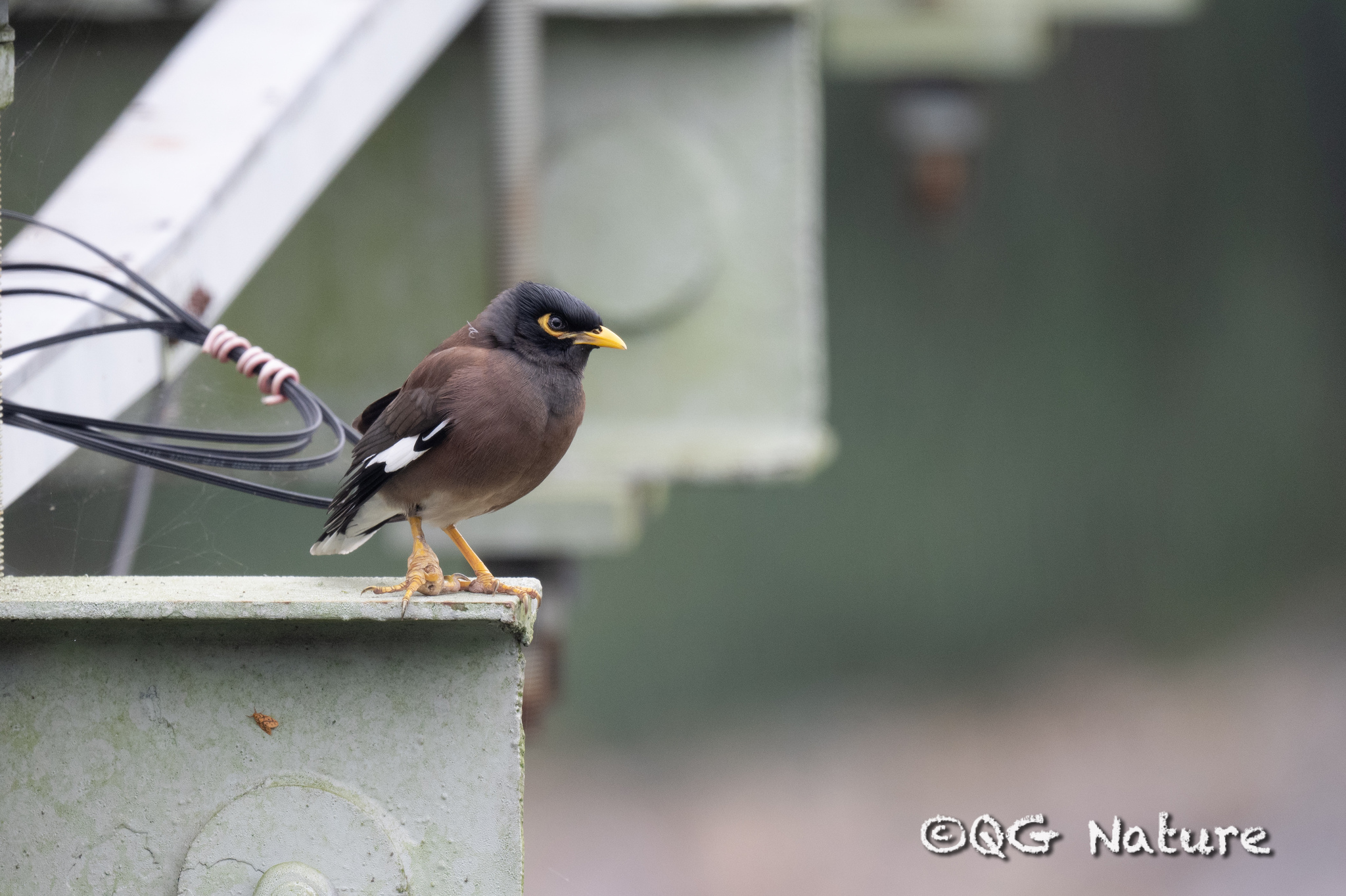 Common Myna