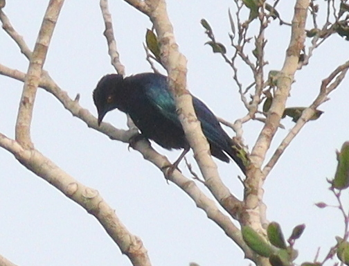 Copper-tailed Starling (Hylopsar cupreocauda), photo 2