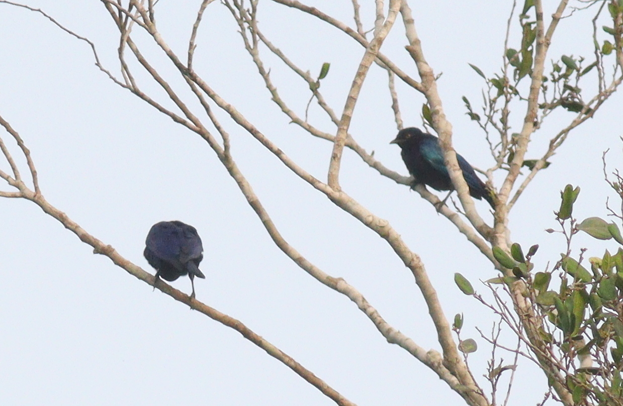 Copper-tailed Starling (Hylopsar cupreocauda), photo 9