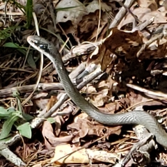 Coluber constrictor latrunculus