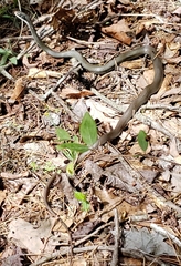 Coluber constrictor latrunculus