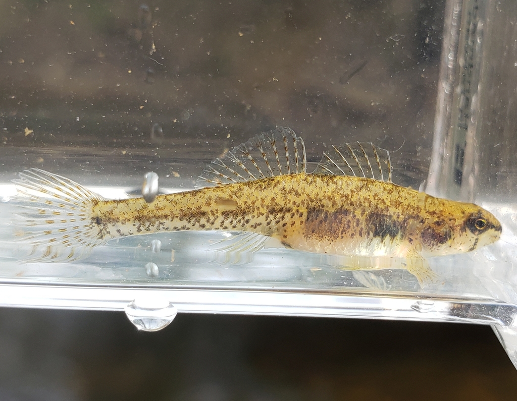 Cypress Darter