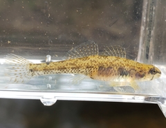 Etheostoma proeliare