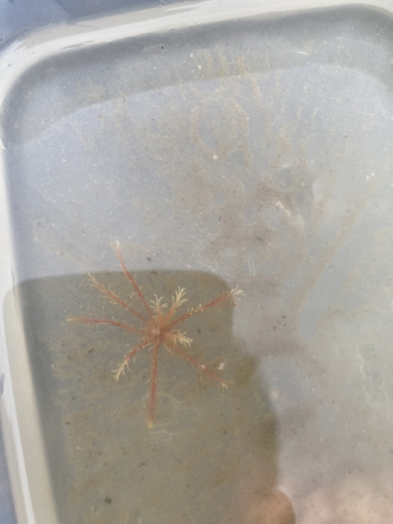 Photo of Rosy feather star (Antedon bifida)