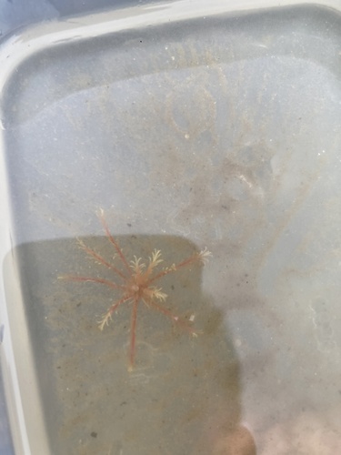 Photo of Rosy feather star (Antedon bifida)
