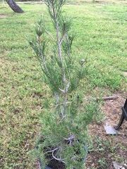 Pinus brutia eldarica