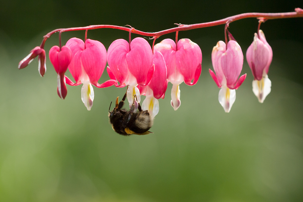 Lamprocapnos spectabilis, 59270 Bailleul, France