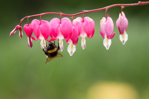 Lamprocapnos spectabilis