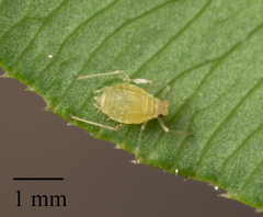 Myzus persicae