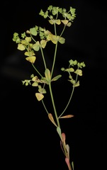 Euphorbia tetrapora