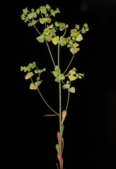 Euphorbia tetrapora